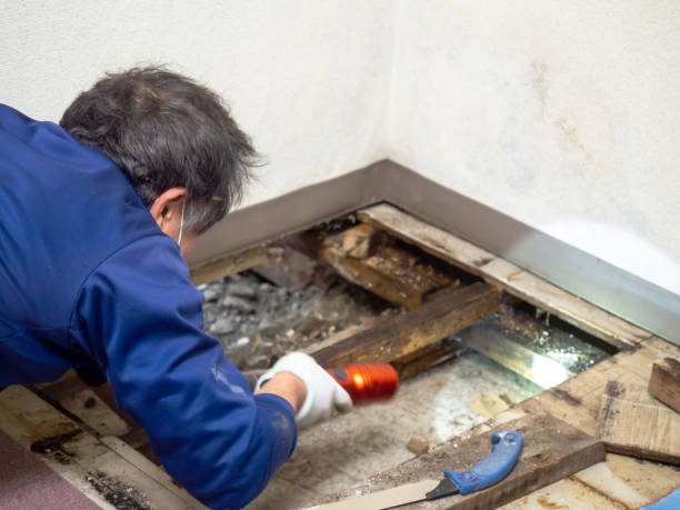 Best Commercial Mold Removal  in West View, PA