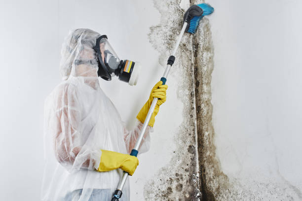 Best Mold Remediation  in West View, PA