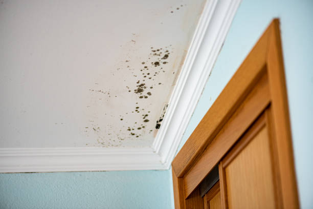 Best Crawl Space Mold Removal  in West View, PA