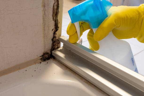 Best Certified Mold Removal  in West View, PA